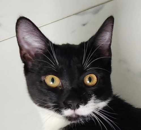Photo of Sundae